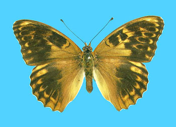 Argynnis paphia female (aberrant form nigricans, F. W. Frowhawk 7-15-1919) (Internet Image property of respective owner, non-commercial use only)